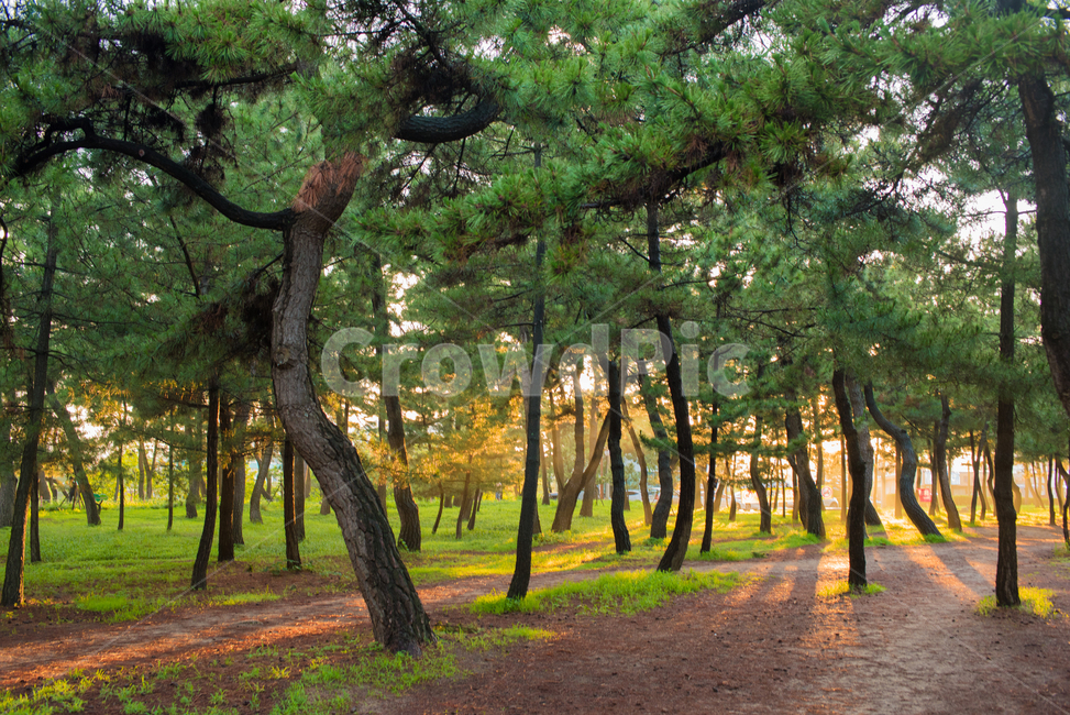 아침,산책,산책길,나무,소나무,햇빛