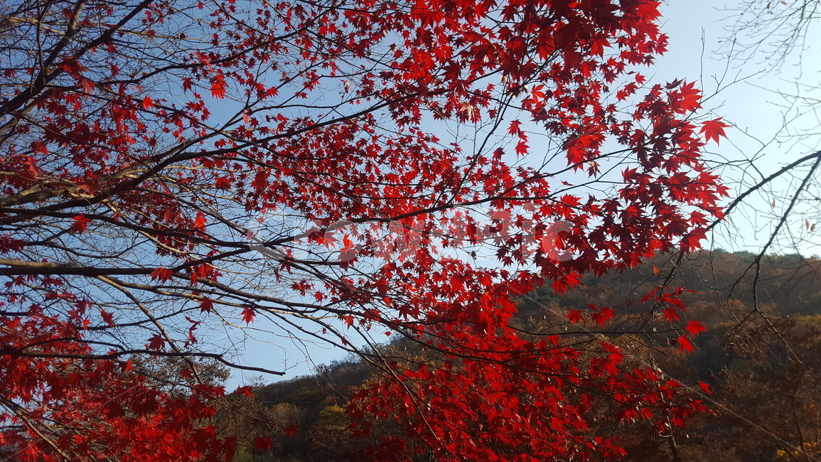 landscape,autumn,autumnlandscape,가을풍경,단풍,단풍놀이,소요산,소요산단풍,하늘,단풍나무,가을,계절,fall,autumn,season,leaf,잎,plant,식물,tree,나무,maple
