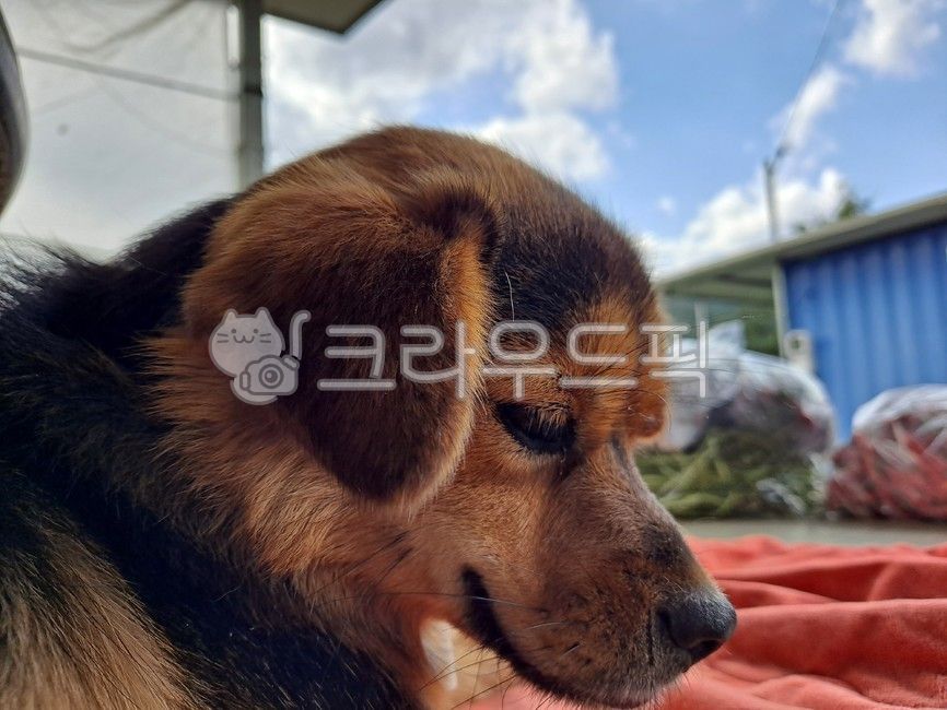 개,강아지,시무룩,푸른하늘,sullen