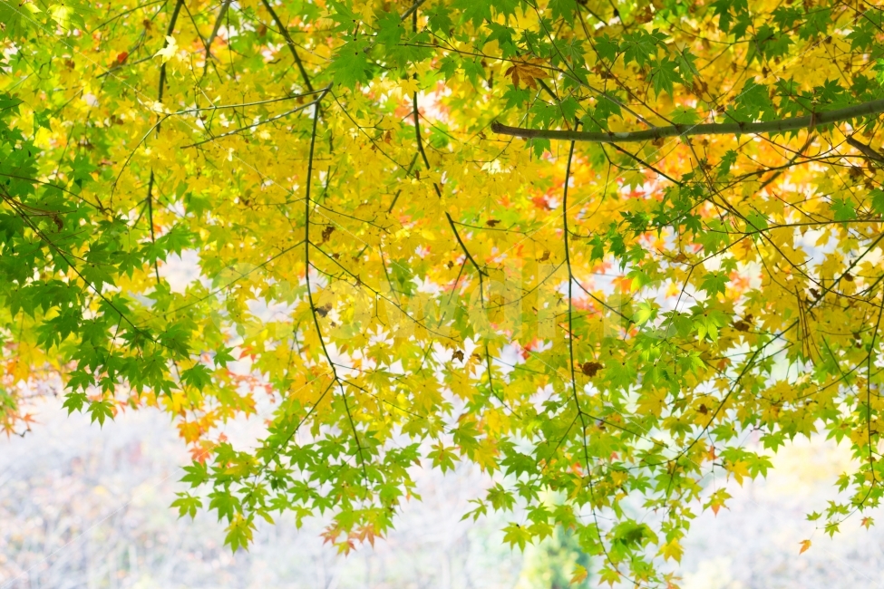 잎,단풍,풍경,배경,자연,낙엽,나무,green,yellow,제이드가든,가을,여름,fall,autumn,season,가을,계절,fall,autumn,season,식물,자연,plants,nature,나무,trees,wood,leaf,plant,tree