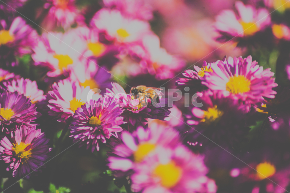 벌,꿀벌,곤충,noneybee,국화,flower,bee,꽃,식물,자연,plants,nature,꽃,flower