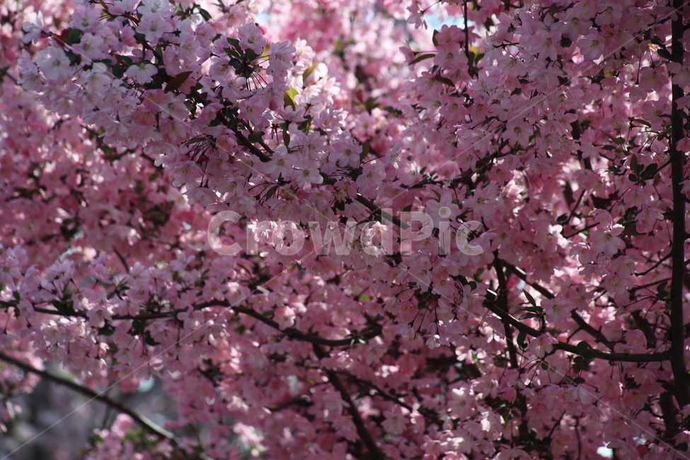 수사해당화,서부해당화,꽃아그배나무,꽃사과나무,crabapple