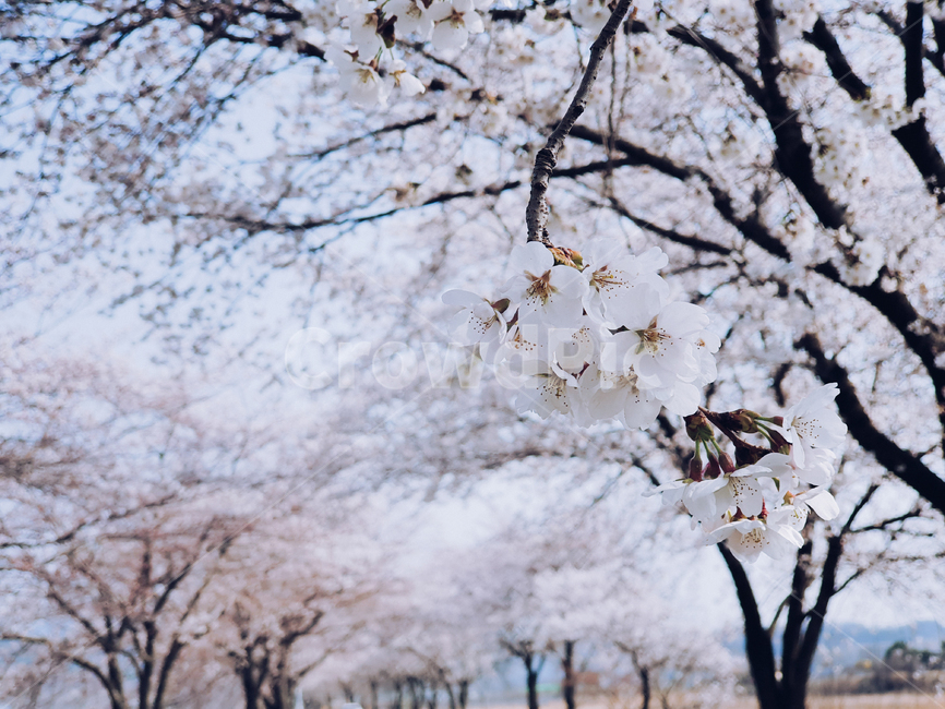 벚꽃,자연,나무,꽃,봄,계절,화창,날씨,밝음,flower,하늘,나들이,식물,분홍,trees,감성,봄,계절,spring,season,식물,자연,plants,nature,꽃,flower,plant