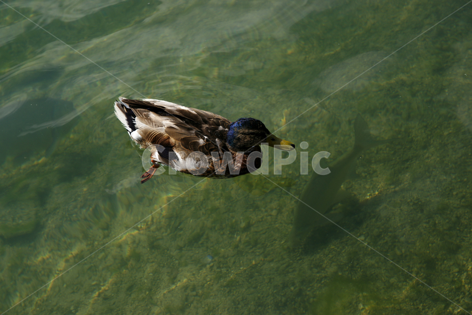 animal,동물,waterfowl,물새,bird,오리,duck,청둥오리,mallard,새,동물,animal,조류,새,birds