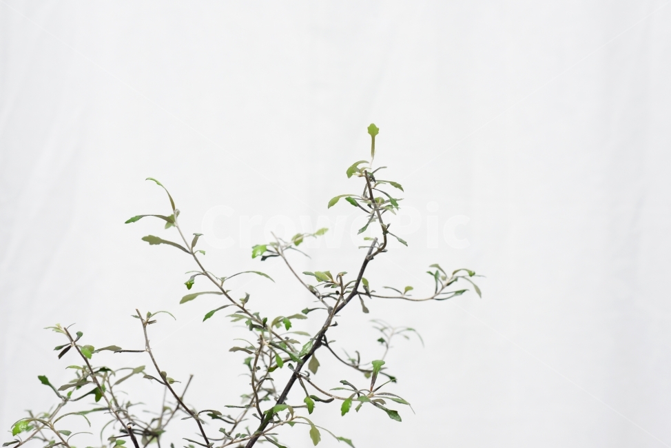 코로키아,식물,자연,흰배경,잎,가지,공기정화식물,식물,자연,plants,nature