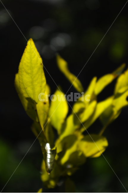 식물,빛,잎,나무,color,식물,자연,plants,nature