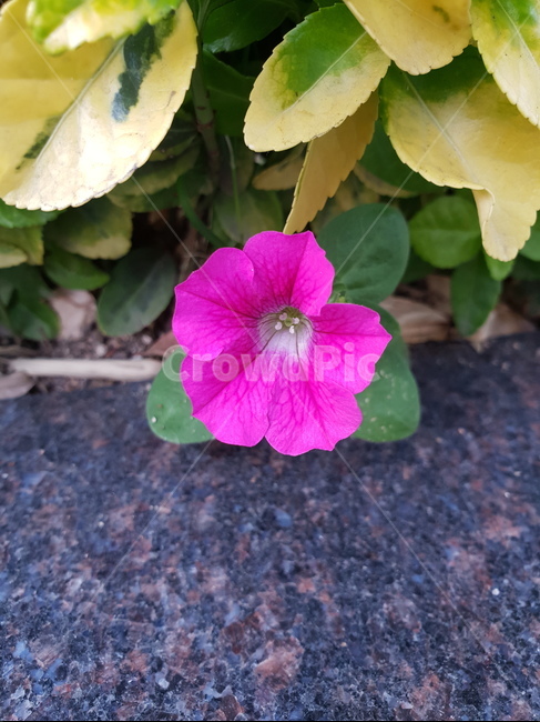 꽃,힐링,보라색,식물,flower