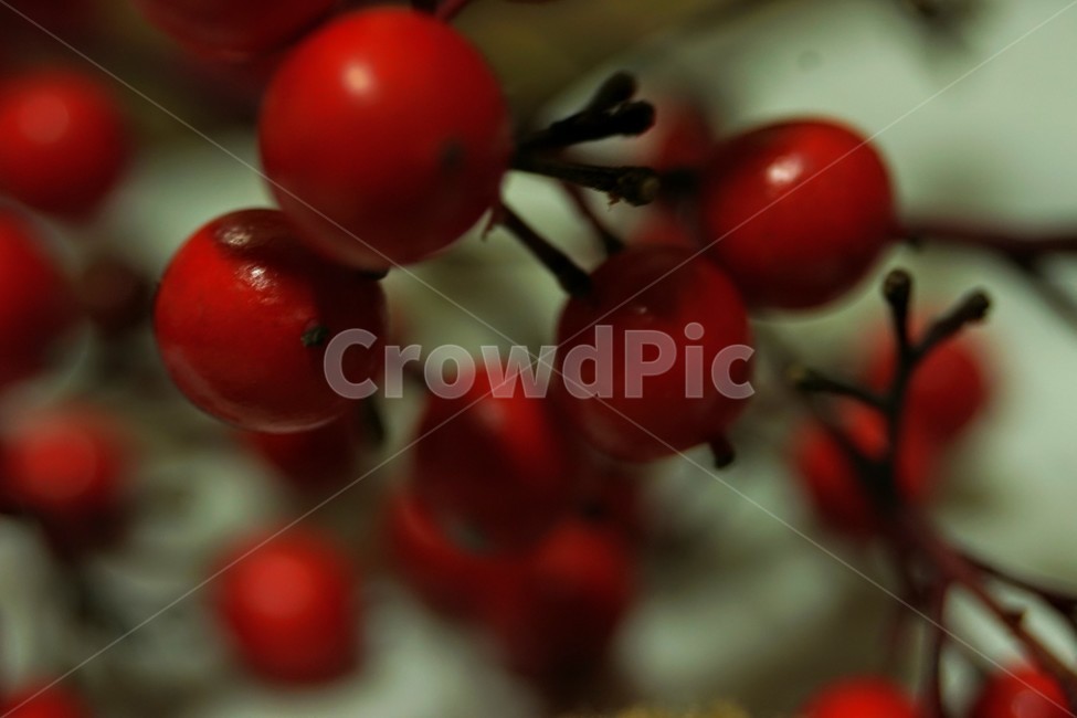 plant,식물,fruit,food,음식,배경,배경화면,background,closeup