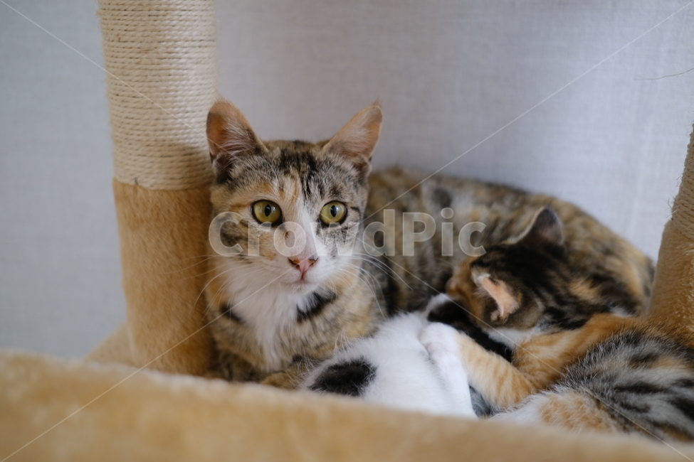 애완동물,반려동물,고양이,아깽이,새끼고양이,cat,동물,animal,포유류,mammal,고양이,cat,kitten,kitty
