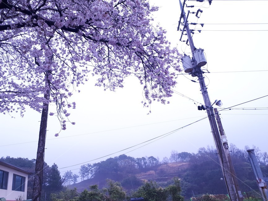벚꽃,꽃,하늘,옥외,낮