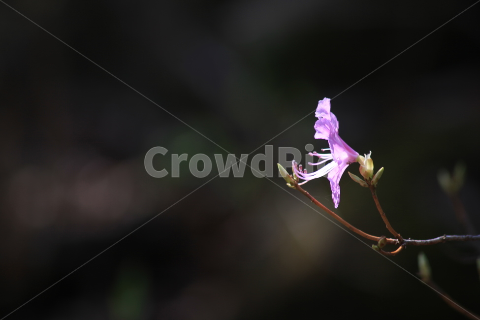 봄,진달래,진달래꽃,화사함,순수,고결,봄,계절,spring,season,식물,자연,plants,nature,꽃,flower,plant,blossom