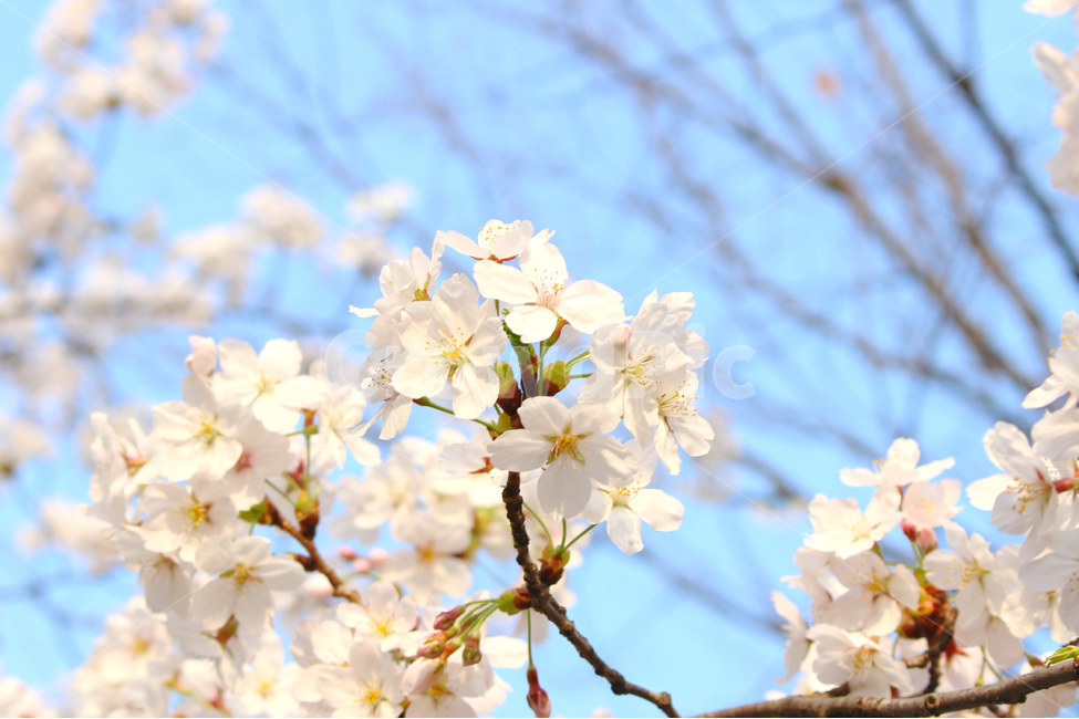 봄,감성사진,일상,풍경,꽃,벚꽃,풍경사진,하늘,cherryblossom,daily,sky,flower,spring,봄,계절,spring,season,식물,자연,plants,nature,꽃,flower,plant
