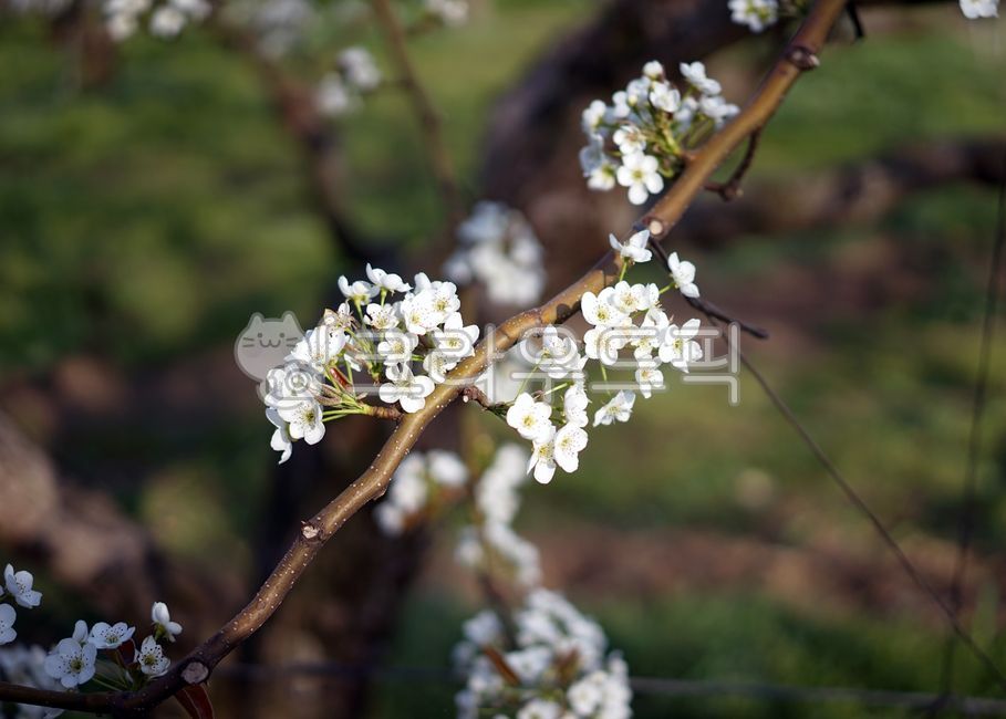 plant,식물,배나무,배꽃,줄기,가지,나뭇가지,꽃봉오리,과수원,배과수원,농사,농업,흰꽃,흰색