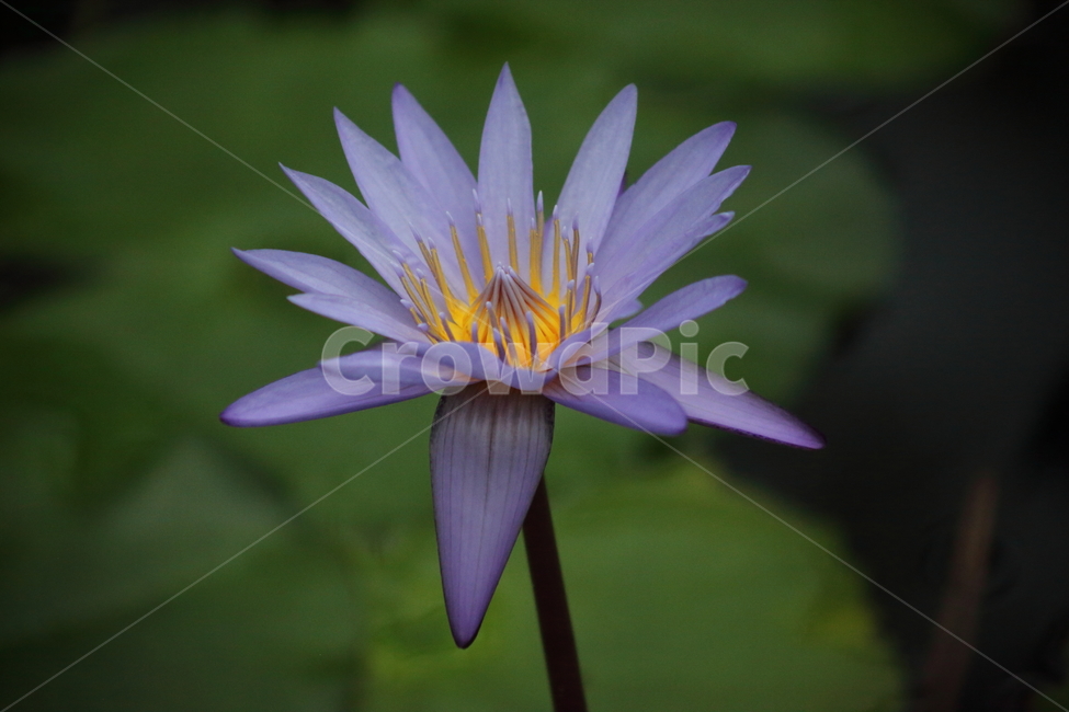 수련,꽃,수련꽃,수생식물,waterlily