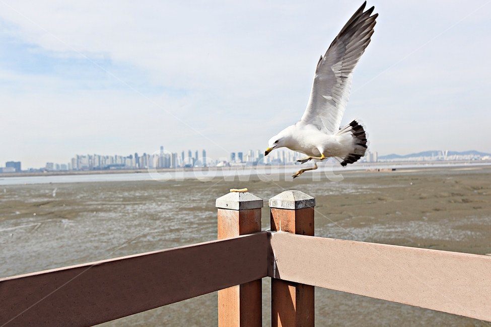 갈매기,조류,새,하늘,풍경,배경,자연,풍광,동물,animal,조류,새,birds