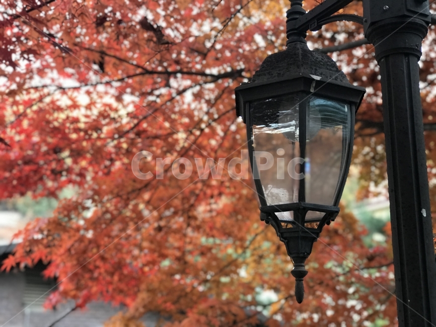 배경화면,가을,등불,단풍,분위기,가을,계절,fall,autumn,season,lamp,램프
