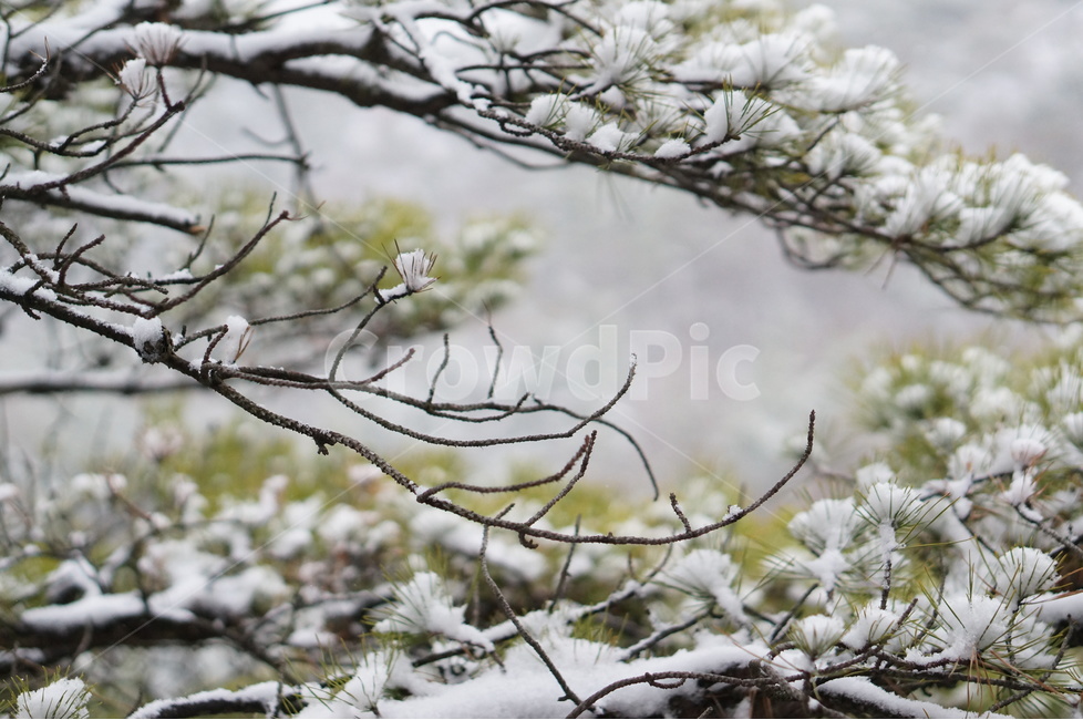 용봉산,겨울,눈,풍경,소나무,눈송이,겨울,계절,winter,season,식물,자연,plants,nature