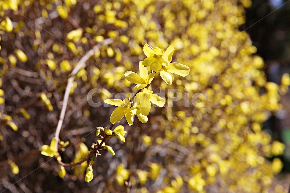 개나리,개나리꽃,꽃,봄꽃,봄,식물,자연,공원,식물,자연,plants,nature,꽃,flower