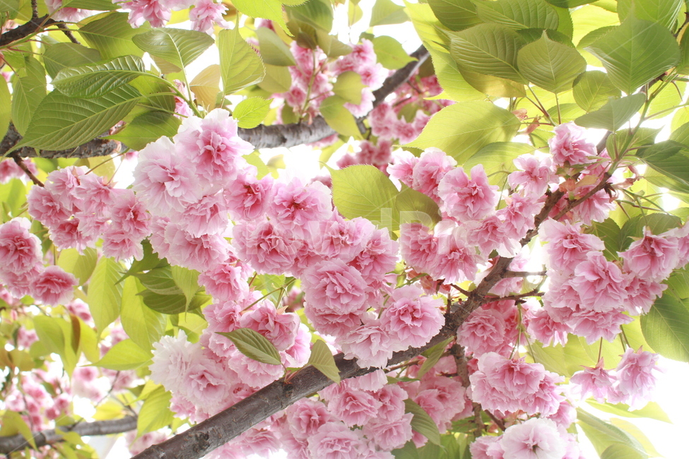 벚꽃,왕벚꽃,겹벚꽃,봄꽃,꽃놀이,분홍꽃,봄,계절,spring,season,식물,자연,plants,nature,꽃,flower,plant,blossom