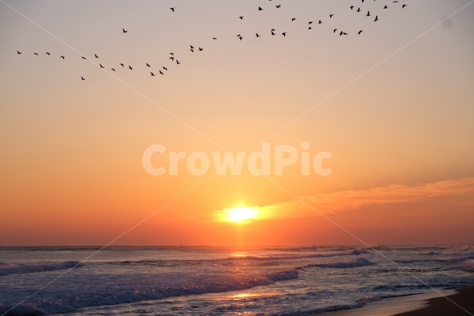 일출,풍경,동물,기러기떼,조류,양양,낙산해수욕장,자연,풍경,nature,landscape,한국자연풍경,한국자연경관,korea nature landscape,해변,바다,beach,sea,동물,animal,조류,새,birds,outdoors,옥외