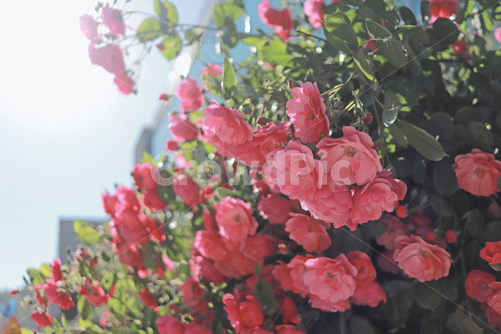 장미,핑크장미,장미담벼락,꽃,꽃배경,꽃,flower