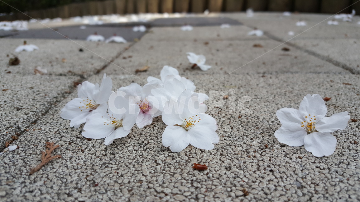 벚꽃,blossom,바닥꽃,떨어진꽃,꽃,flower