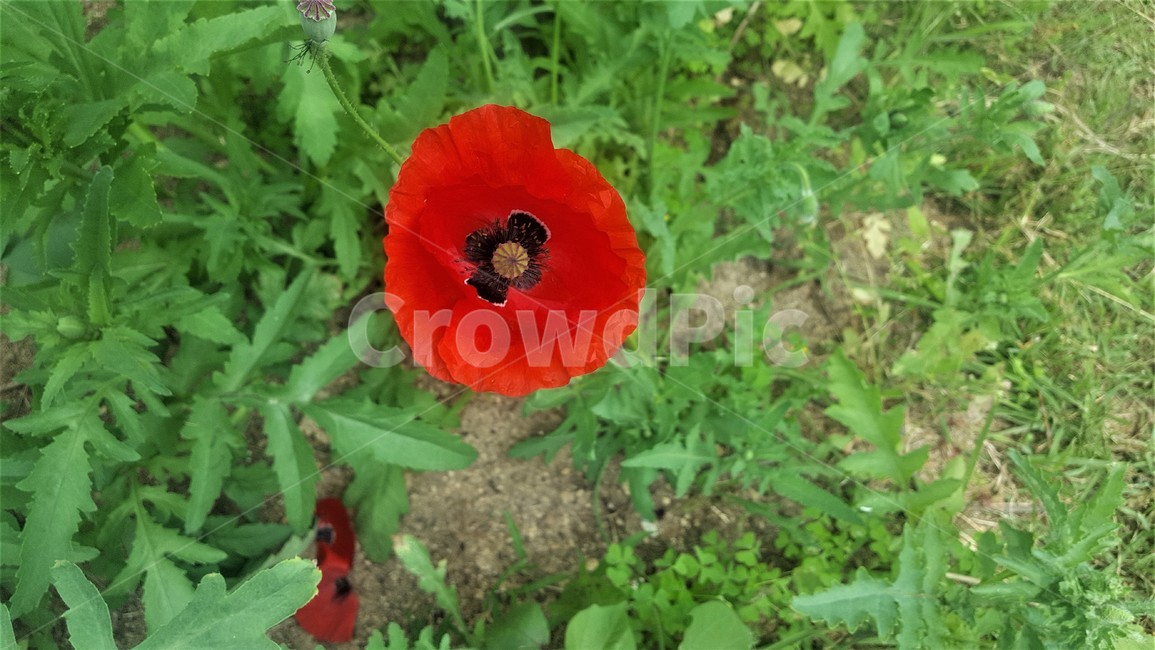 식물,강렬한,꽃,숲,땅,잔디,flower,붉은,red,forest,ground,풀,grass,산,mountain,등산,포인트,초록색,green