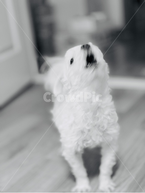 강아지,배경,개,말티즈,짖음,동물,힐링,갬성,love,dog,puppy,애완견,동물,animal,포유류,mammal,개,강아지,dog,doggy