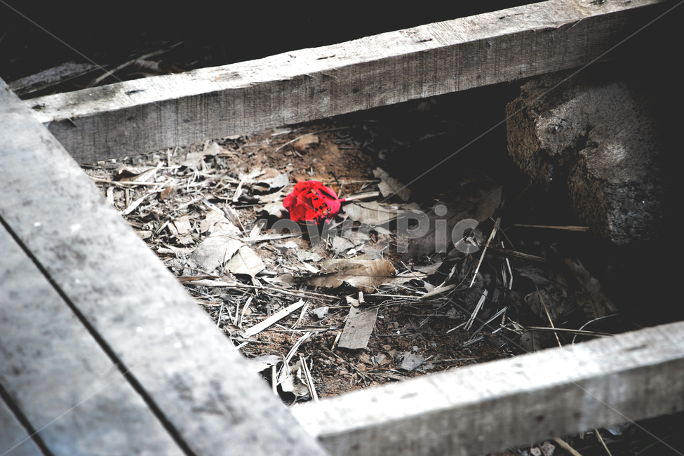 빈티지,꽃,감성사진,감성,분위기,색감,포인트,빨강,흑백사진,꽃,flower,감성,sensible,feeling,빈티지사진,빈티지느낌,빈티지감성,vintage