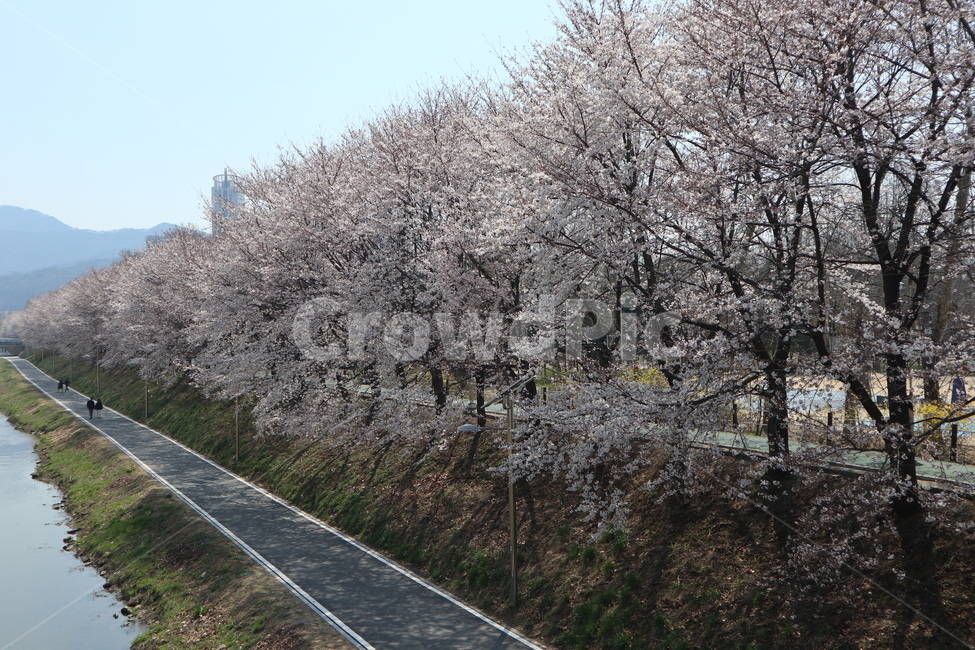 꽃,벚꽃,산책길,벚꽃길,벚꽃나무,식물,blossom,flower