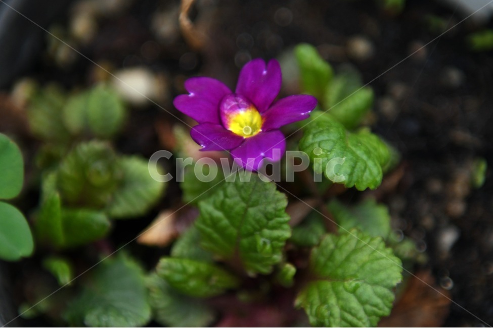 식물,꽃,감성사진,자연,flower,꽃사진,봄,봄꽃,계절,빗방울,비,감성,4월,spring,힐링,자연풍경,풍경,봄,계절,spring,season,식물,자연,plants,nature,꽃,flower,blossom,geranium,제라늄,plant