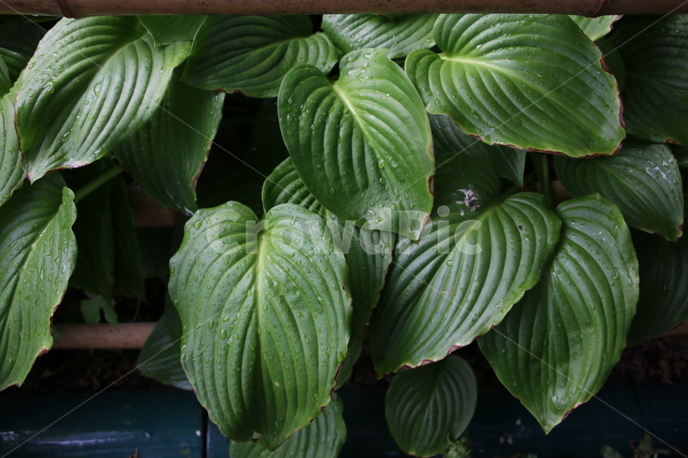 나뭇잎,leaf,잎,식물,plant,푸른,초록색,색감,풀잎,자연,nature,풀,식물,자연,plants,nature