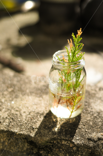 식물,풀,유리병,나뭇잎,leaf,plant,빛,햇빛,자연,leaves,light,glassjar,식물,자연,plants,nature,감성,sensible,feeling,휴식,힐링,rest,relaxation,healing