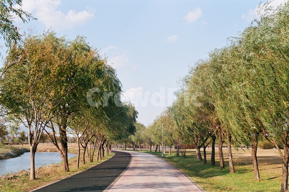 가로수,단풍,나무,도로,가을,tree,하늘,강변,강,산책로,필름카메라,필름,아날로그,감성,film,felling,analogue,자연,풍경,nature,landscape,outdoors,옥외,plant,식물,road
