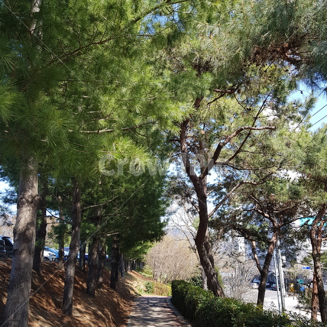 산책로,소나무,길,좁은길,자연,풍경,한적한,오솔길,푸른,초록,나무,자연,풍경,nature,landscape,garden,정원,outdoors,옥외,tree,plant,식물,arbour,정자,tree trunk,나무 줄기