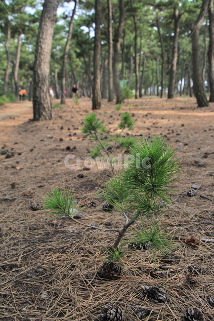 소나무,풍경,pinetree,나무,식물