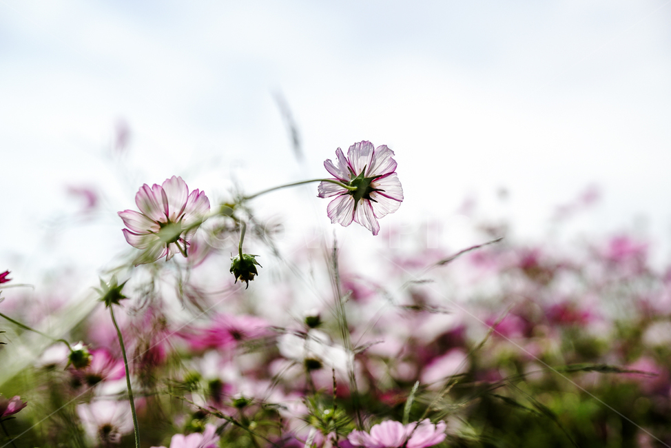 가을,코스모스,하늘,자연,꽃,autumn,cosmos,nature,sky,flower,가을,계절,fall,autumn,season,식물,자연,plants,nature,꽃,flower,geranium,제라늄,blossom,plant,petal,꽃잎