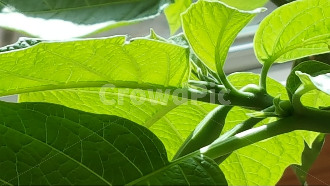 연두색,식물,자연,줄기,봄,천사의나팔,식물,자연,plants,nature