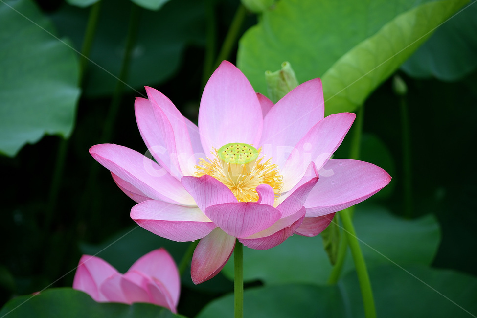 연꽃,꽃,분홍꽃,식물,자연,식물,자연,plants,nature,꽃,flower