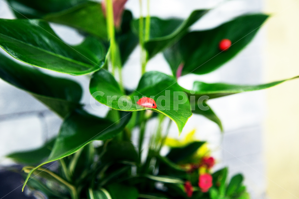 무당벌레,식물,녹색,클로즈업,잎,식물,자연,plants,nature