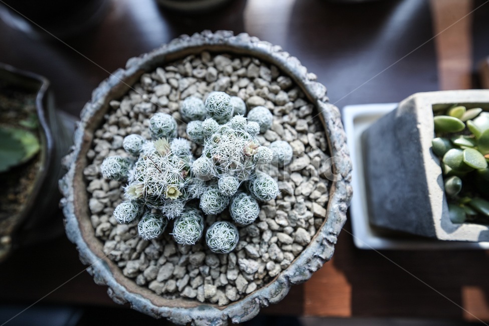 식물,다육식물,선인장,화분,botanical,plant,식물,자연,plants,nature,실내용화초,화분,화초,house plant