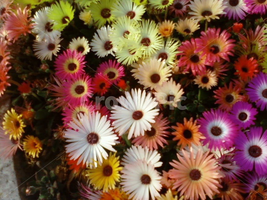 꽃,알록달록,식물,이쁜꽃,패랭이꽃,식물,자연,plants,nature,꽃,flower