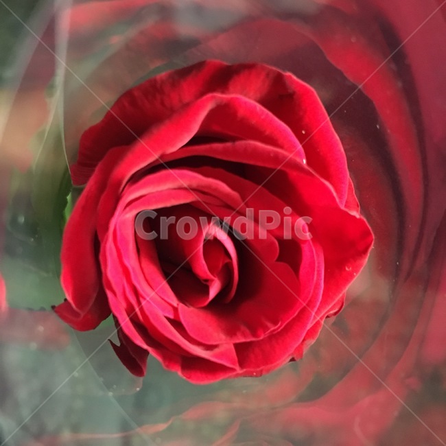 flower,blossom,꽃,rose,장미,장미한송이,꽃,flower