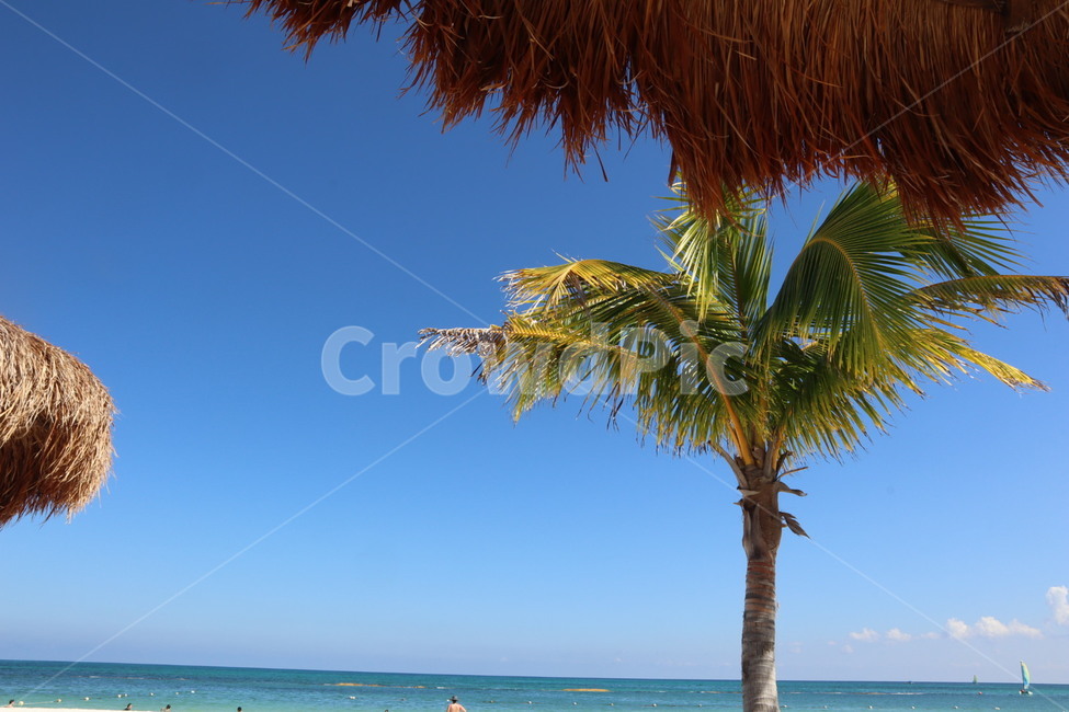 Playa del Carmen,palm tree,palmtree,Beach,mexico,cancun,beach,recreation,Mexico,summer