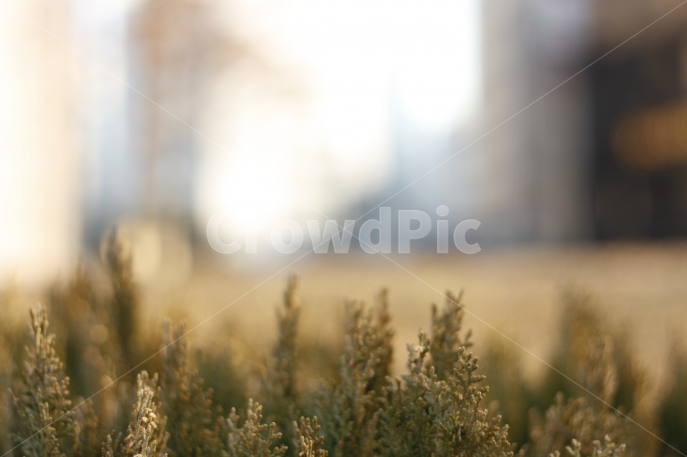 따뜻함,배경화면,깨끗한,거리,바탕화면,식물,자연,plants,nature,감성,sensible,feeling