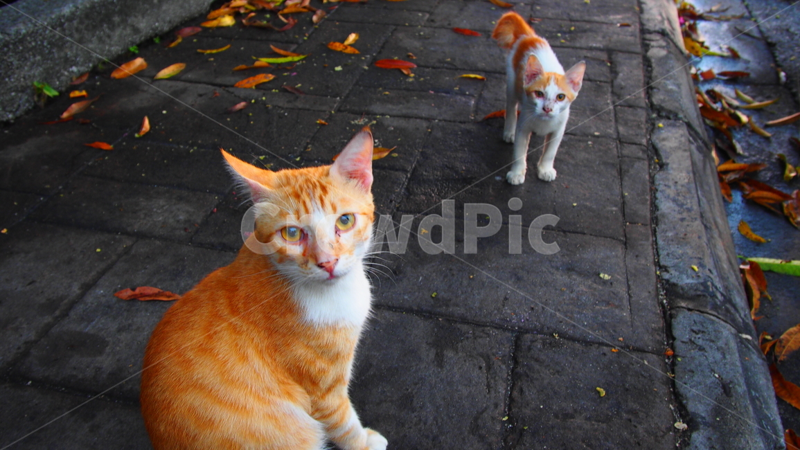 고양이,동물,animal,cat,eyecontact
