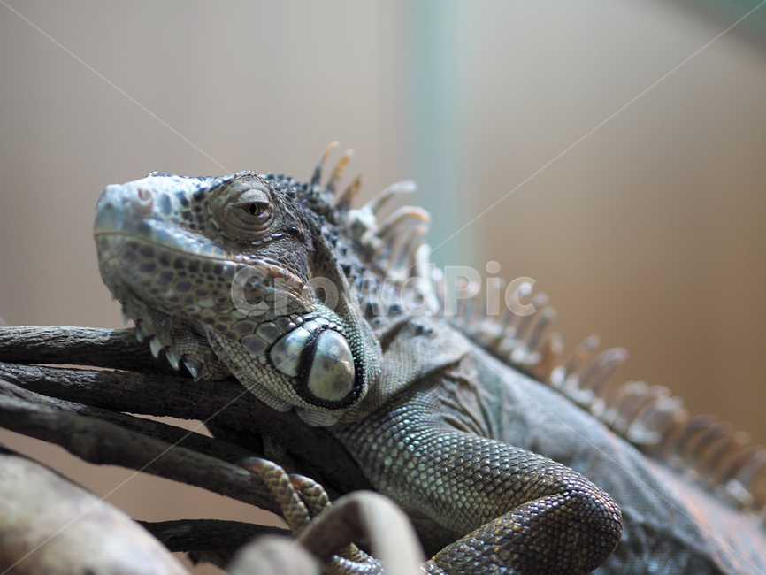이구아나,도마뱀,파충류,애완동물,동물,animal,iguana,reptile,양서류,동물,animal,파충류,양서류,reptile,amphibian