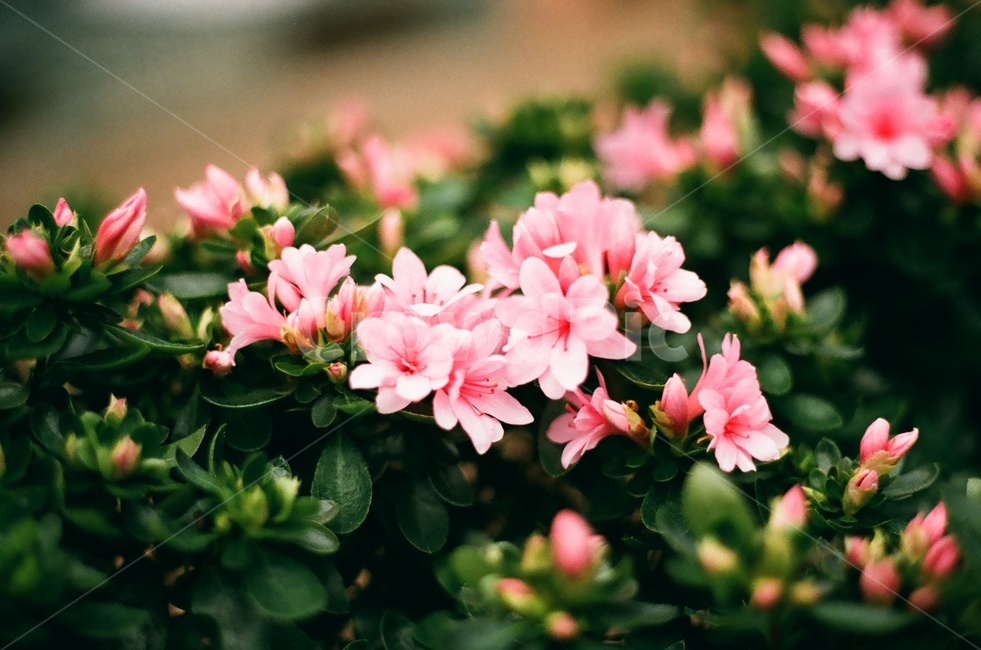 꽃,flower,필름,식물,분홍색꽃,식물,자연,plants,nature,꽃,flower