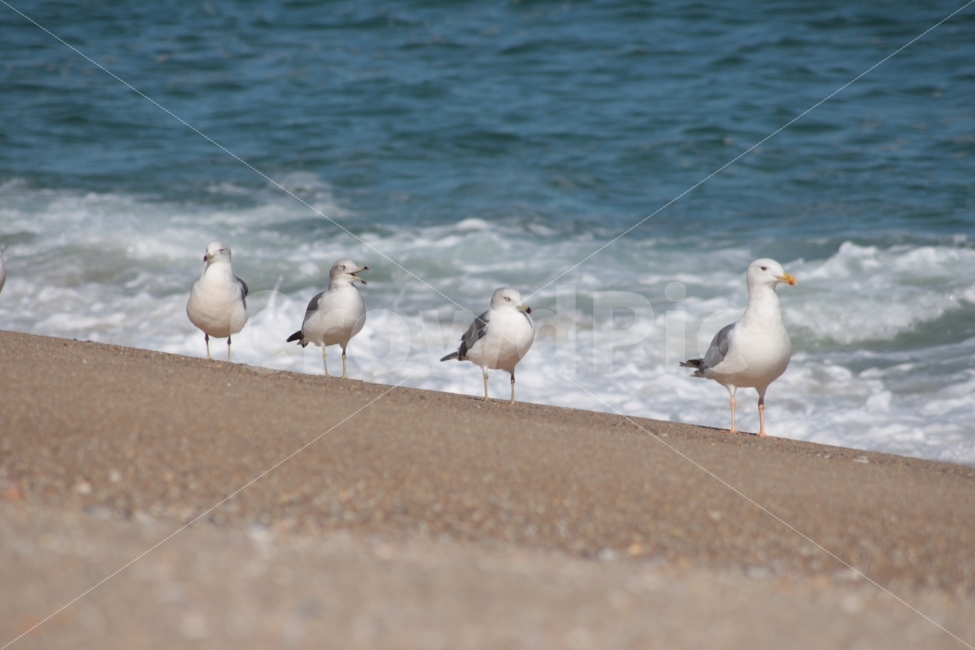 동물,새,조류,갈매기,바다,바닷가,해변,해변가,네마리,gull,sea,해변,바다,beach,sea,동물,animal,조류,새,birds