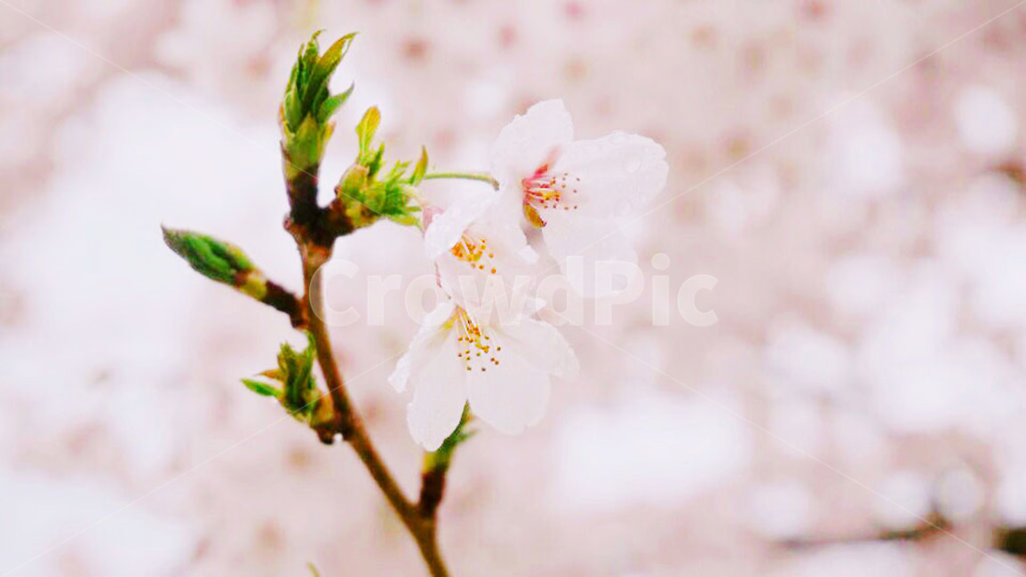 봄,벛꽃,꽃,매화,봄꽃,자연,플라워,flower,감성,분홍,맑은,순수,하얀,꺠끗한,접사,일상,벚나무,봄,계절,spring,season,plant,식물